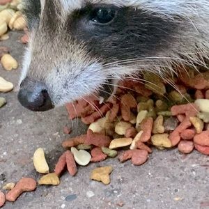 Meet your Posher, Shannon